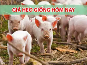 gia heo giong hom nay