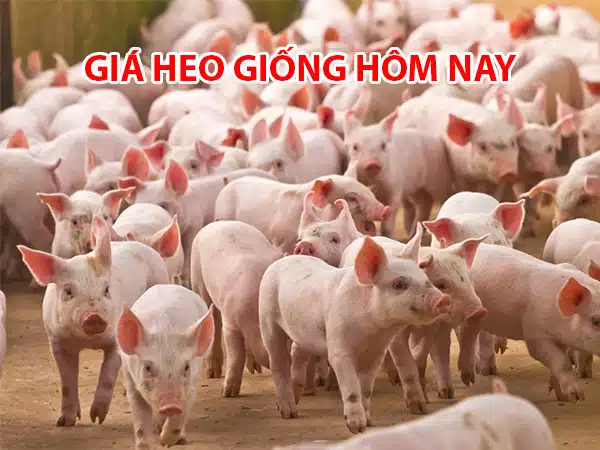 Giá heo giống, lợn giống hôm nay bao nhiêu?? 3 gia heo giong