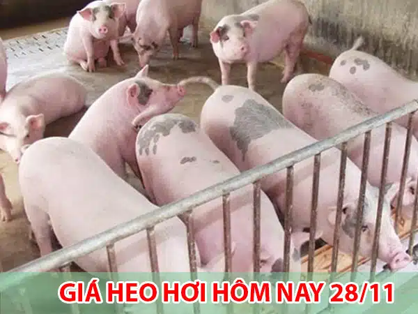 Giá heo hơi hôm nay 28/11: Dao động từ 51.000 đồng/kg đến 56.000 đồng/kg 5 gia heo hoi hom nay 2