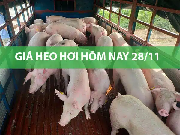 Giá heo hơi hôm nay 28/11: Dao động từ 51.000 đồng/kg đến 56.000 đồng/kg 4 gia heo hoi hom nay