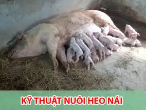 nuoi heo nai