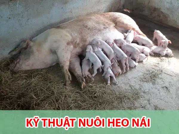nuoi heo nai