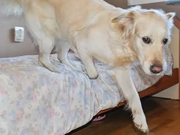 Có nên cho chó ngủ chung phòng hoặc ngủ chung với người? 7 cho ngu chung giuong 5