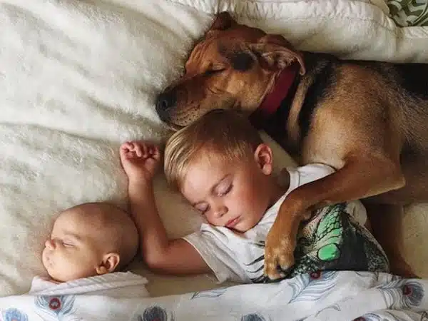 Có nên cho chó ngủ chung phòng hoặc ngủ chung với người? 6 cho ngu chung nguoi 1