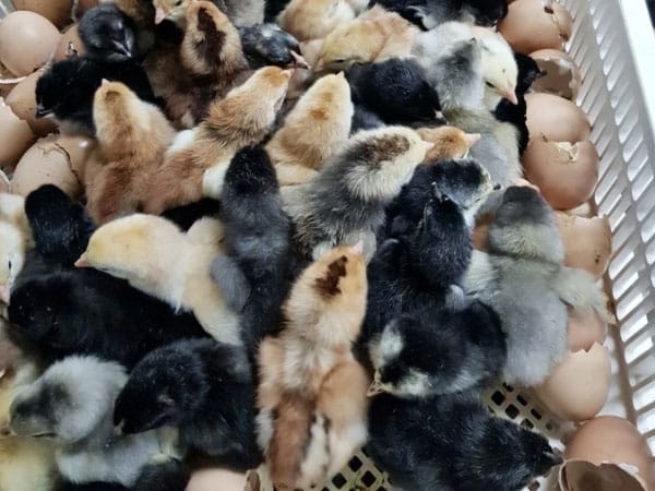 Nuôi gà Nòi Ngũ Sắc 1 ga con1