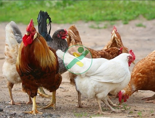 Gà Lương Phượng là gà gì? Nguồn gốc, đặc điểm và cách chăn nuôi 1 ga luong phuong 2