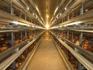 giai phap chan nuoi kha hoc GA