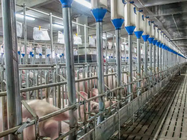 Giải pháp chăn nuôi khoa học 5 giai phap chan nuoi kha hoc heo2