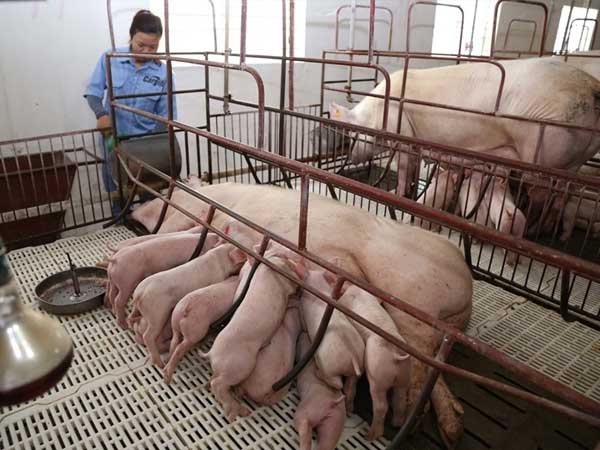 Ngành chăn nuôi chủ động bứt phá 2023 2 heod 3