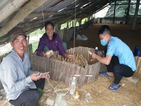 Một số lưu ý trong chăn nuôi gia súc gia cầm mùa nắng nóng 2 Một số lưu ý trong chăn nuôi gia súc gia cầm mùa nắng nóng