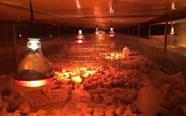 den suoi hong ngoai 2