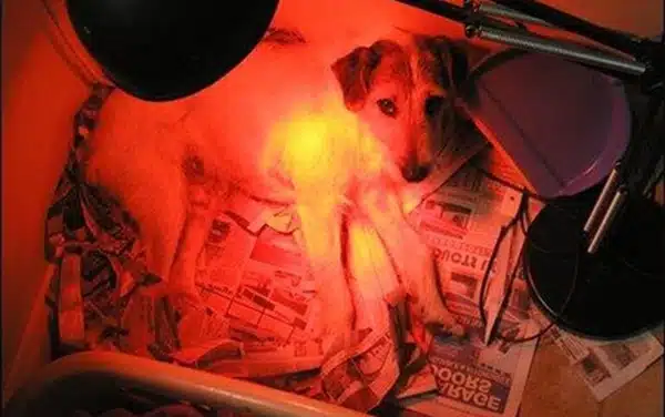 den suoi hong ngoai 3