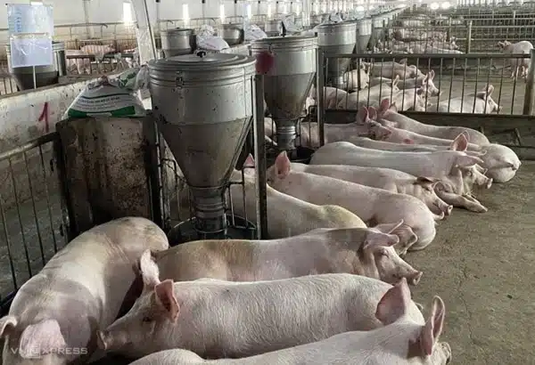 Giá heo hơi đang giảm dưới mức 48.000 đồng/ kg 12 gia heo hoi hom nay