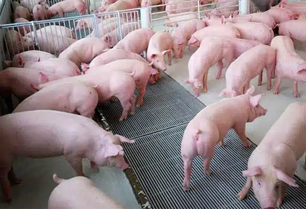 Giá heo ảm đạm, người chăn nuôi khó khăn 11 thit heo