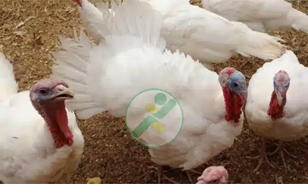 Gà Tây là gà gì? Tìm hiểu 10 giống gà tây phổ biến hiện nay 16 ga tay ha lan