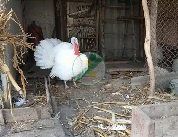 Gà Tây là gà gì? Tìm hiểu 10 giống gà tây phổ biến hiện nay 11 ga tay trang