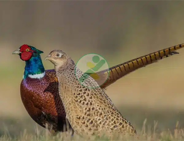 Tìm hiểu về 12 tập tính của chim Trĩ để nuôi năng suất hơn 5 nuoi chim tri 1