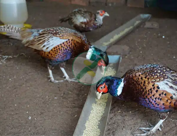 Tìm hiểu về 12 tập tính của chim Trĩ để nuôi năng suất hơn 7 nuoi chim tri 2