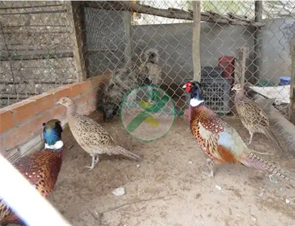 Tìm hiểu về 12 tập tính của chim Trĩ để nuôi năng suất hơn 6 nuoi chim tri 3