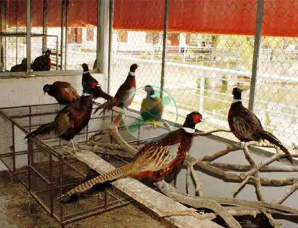 Tìm hiểu về 12 tập tính của chim Trĩ để nuôi năng suất hơn 8 nuoi chim tri 4