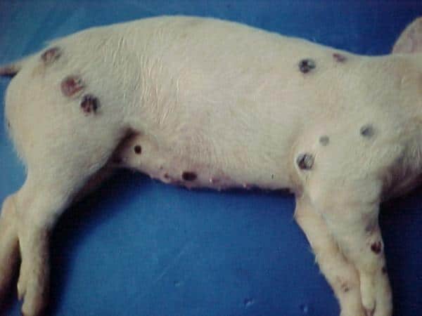 Bệnh đậu ở lợn: Nguyên nhân và cách điều trị 2 benh-dau-o-lon-2