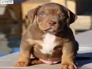 Hướng dẫn cách nuôi chó Bully Mỹ con cho người mới bắt đầu