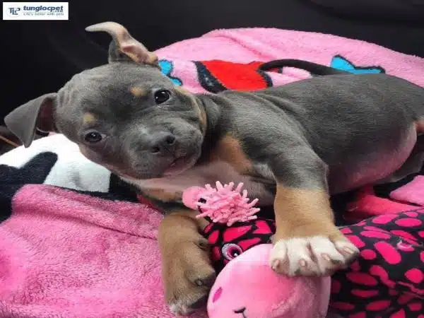 Hướng dẫn cách nuôi chó Bully Mỹ con cho người mới bắt đầu 7 cach cham soc cho bully 2