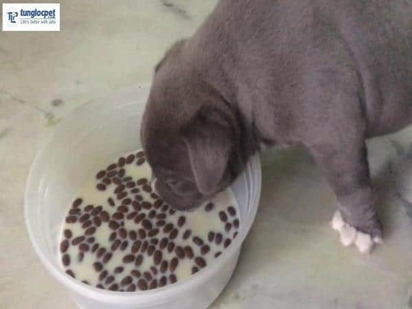 Thức ăn dành cho chó Bully con phải đảm bảo mềm và dễ nuốt