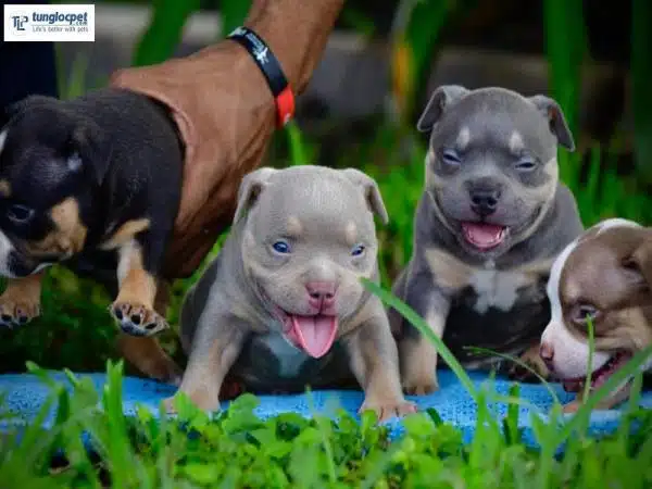 Hướng dẫn cách nuôi chó Bully Mỹ con cho người mới bắt đầu 10 cach cham soc cho bully 5