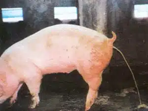 cach chua lon bi tieu chay 1