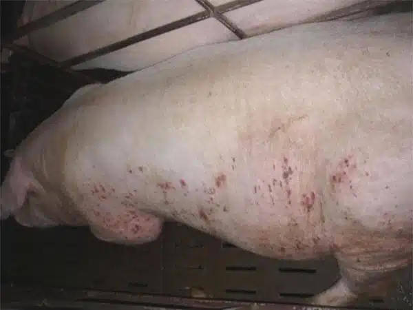 15+ Nguyên nhân dẫn tới heo sốt đỏ toàn thân 10 benh-viem-phoi-o-lon.jpg