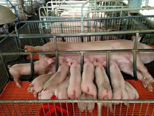 Kích thước chuồng heo nái