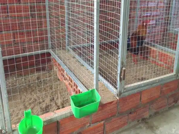 +100 Mẫu Thiết kế Chuồng Gà Đơn Giản Đẹp năm 2024 46 99 mẫu chuồng gà đơn giản, khoa học, đẹp và tiết kiệm chi phí.