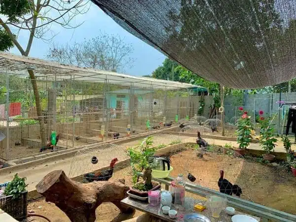 +100 Mẫu Thiết kế Chuồng Gà Đơn Giản Đẹp năm 2024 56 99 mẫu chuồng gà đơn giản, khoa học, đẹp và tiết kiệm chi phí.