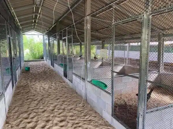 +100 Mẫu Thiết kế Chuồng Gà Đơn Giản Đẹp năm 2024 58 99 mẫu chuồng gà đơn giản, khoa học, đẹp và tiết kiệm chi phí.