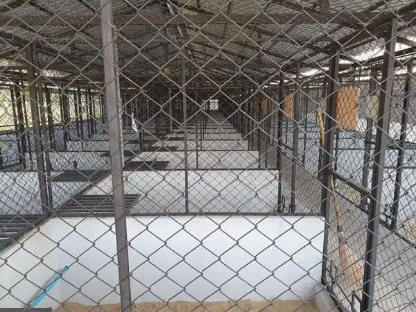 +100 Mẫu Thiết kế Chuồng Gà Đơn Giản Đẹp năm 2024 59 99 mẫu chuồng gà đơn giản, khoa học, đẹp và tiết kiệm chi phí.