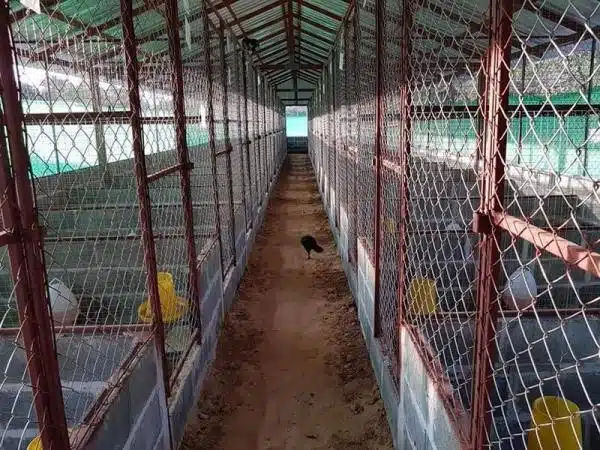 +100 Mẫu Thiết kế Chuồng Gà Đơn Giản Đẹp năm 2024 60 99 mẫu chuồng gà đơn giản, khoa học, đẹp và tiết kiệm chi phí.