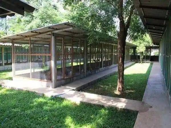 +100 Mẫu Thiết kế Chuồng Gà Đơn Giản Đẹp năm 2024 61 99 mẫu chuồng gà đơn giản, khoa học, đẹp và tiết kiệm chi phí.