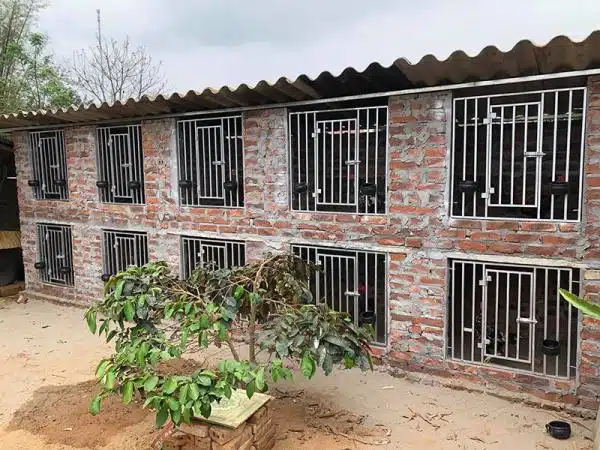 +100 Mẫu Thiết kế Chuồng Gà Đơn Giản Đẹp năm 2024 62 99 mẫu chuồng gà đơn giản, khoa học, đẹp và tiết kiệm chi phí.