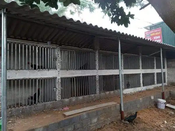 +100 Mẫu Thiết kế Chuồng Gà Đơn Giản Đẹp năm 2024 64 99 mẫu chuồng gà đơn giản, khoa học, đẹp và tiết kiệm chi phí.