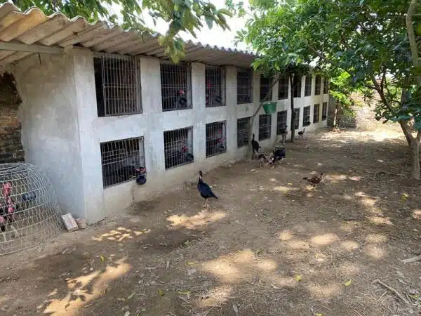 +100 Mẫu Thiết kế Chuồng Gà Đơn Giản Đẹp năm 2024 65 99 mẫu chuồng gà đơn giản, khoa học, đẹp và tiết kiệm chi phí.