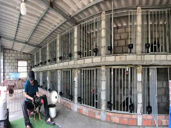 +100 Mẫu Thiết kế Chuồng Gà Đơn Giản Đẹp năm 2024 66 99 mẫu chuồng gà đơn giản, khoa học, đẹp và tiết kiệm chi phí.