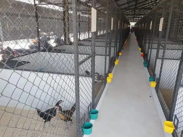 +100 Mẫu Thiết kế Chuồng Gà Đơn Giản Đẹp năm 2024 71 99 mẫu chuồng gà đơn giản, khoa học, đẹp và tiết kiệm chi phí.