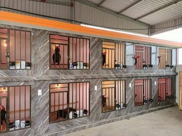 +100 Mẫu Thiết kế Chuồng Gà Đơn Giản Đẹp năm 2024 72 99 mẫu chuồng gà đơn giản, khoa học, đẹp và tiết kiệm chi phí.