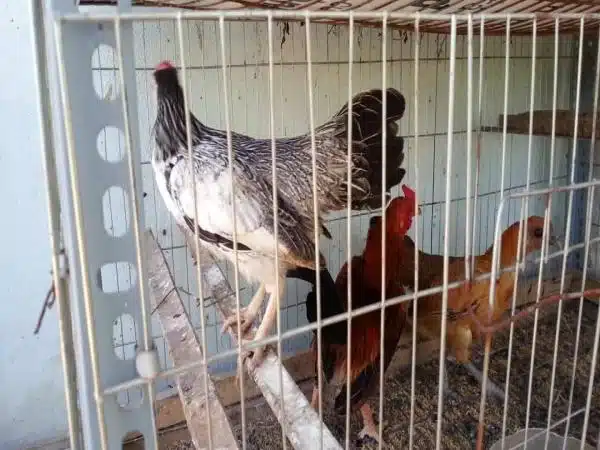 +100 Mẫu Thiết kế Chuồng Gà Đơn Giản Đẹp năm 2024 48 99 mẫu chuồng gà đơn giản, khoa học, đẹp và tiết kiệm chi phí.