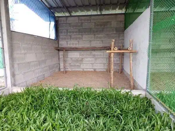 +100 Mẫu Thiết kế Chuồng Gà Đơn Giản Đẹp năm 2024 75 99 mẫu chuồng gà đơn giản, khoa học, đẹp và tiết kiệm chi phí.