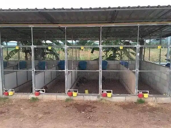 +100 Mẫu Thiết kế Chuồng Gà Đơn Giản Đẹp năm 2024 77 99 mẫu chuồng gà đơn giản, khoa học, đẹp và tiết kiệm chi phí.