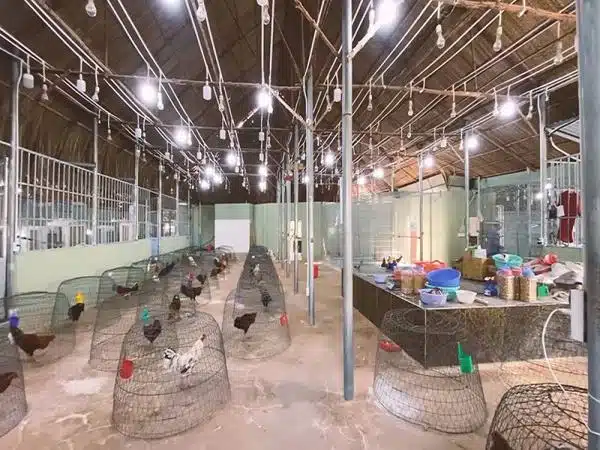 +100 Mẫu Thiết kế Chuồng Gà Đơn Giản Đẹp năm 2024 78 99 mẫu chuồng gà đơn giản, khoa học, đẹp và tiết kiệm chi phí.