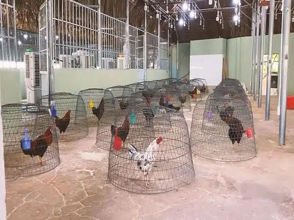 +100 Mẫu Thiết kế Chuồng Gà Đơn Giản Đẹp năm 2024 79 99 mẫu chuồng gà đơn giản, khoa học, đẹp và tiết kiệm chi phí.