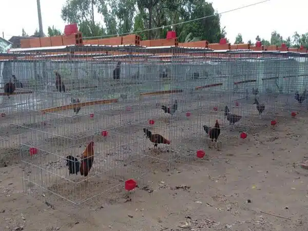 +100 Mẫu Thiết kế Chuồng Gà Đơn Giản Đẹp năm 2024 80 99 mẫu chuồng gà đơn giản, khoa học, đẹp và tiết kiệm chi phí.